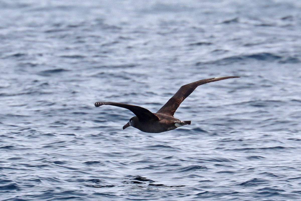 Black-footed Albatross - ML646392504