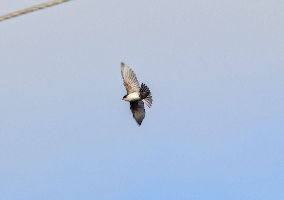 Blue-and-white Swallow - ML646392506