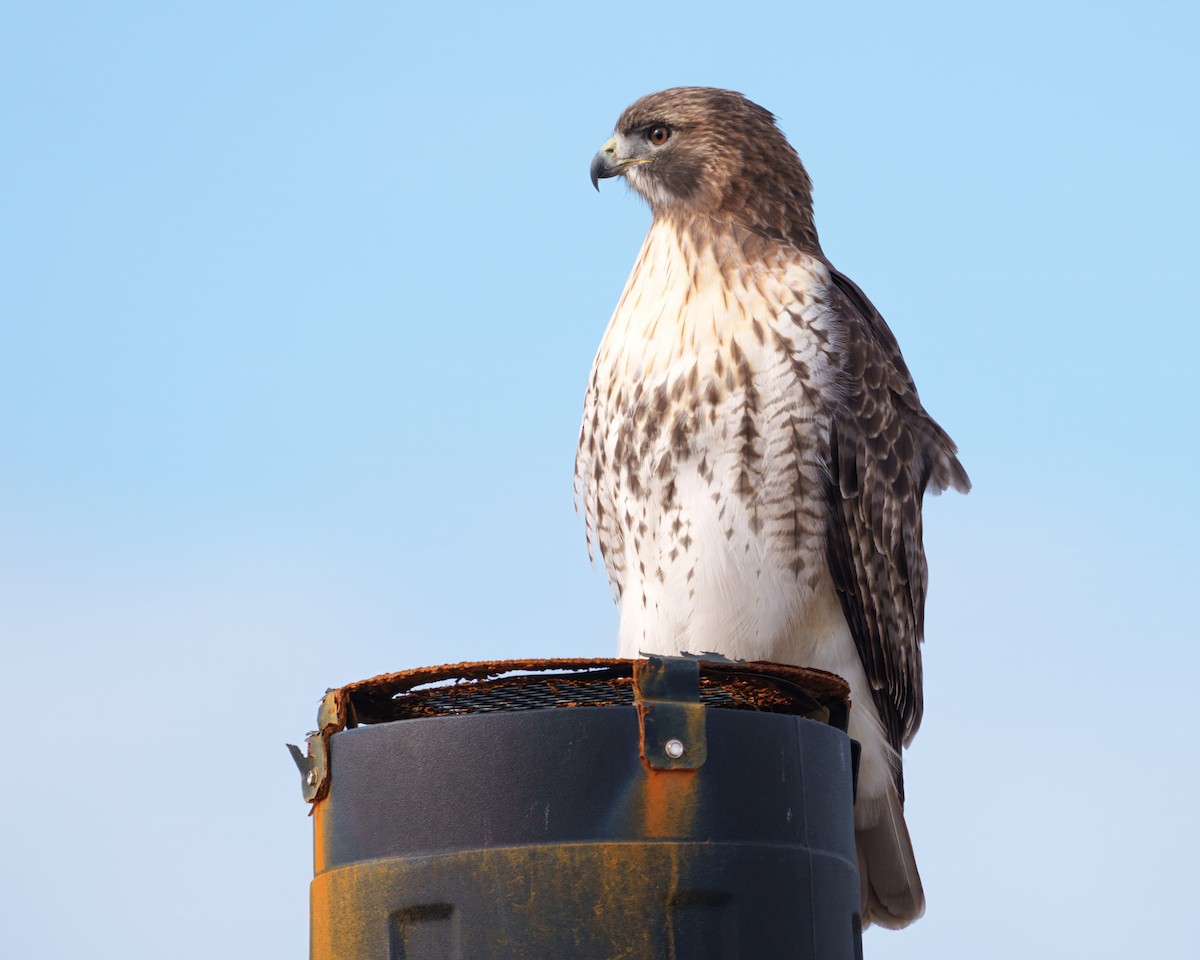 Red-tailed Hawk - ML646392507