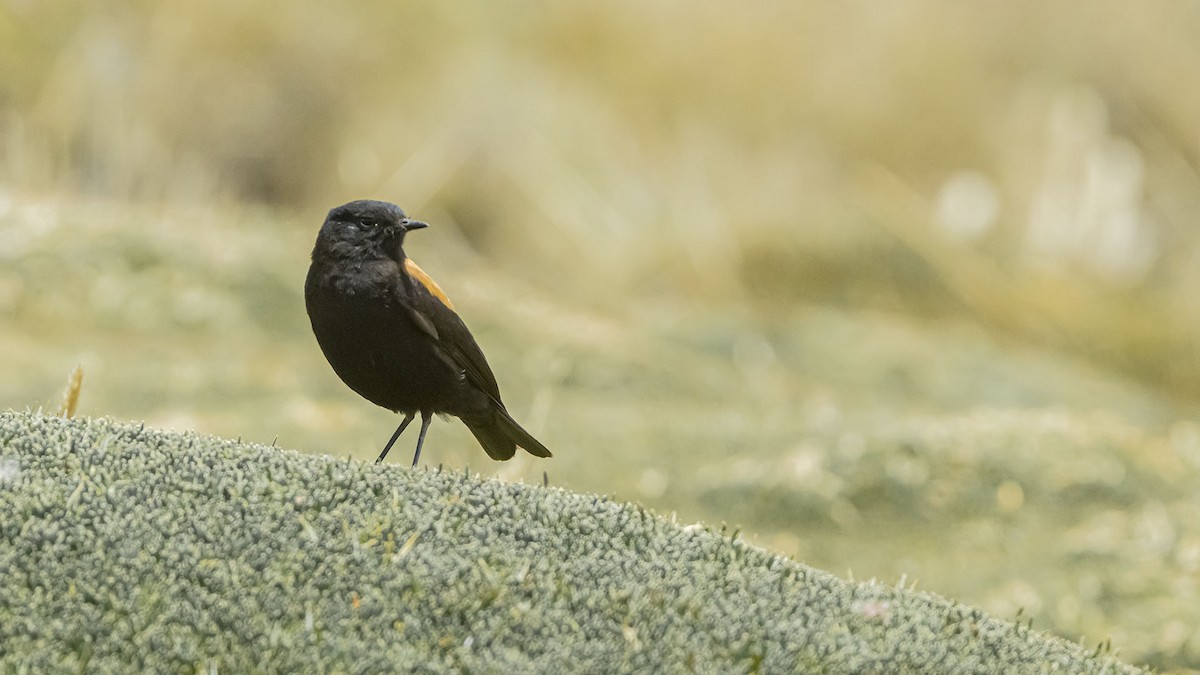 Андский негрито - ML646392512