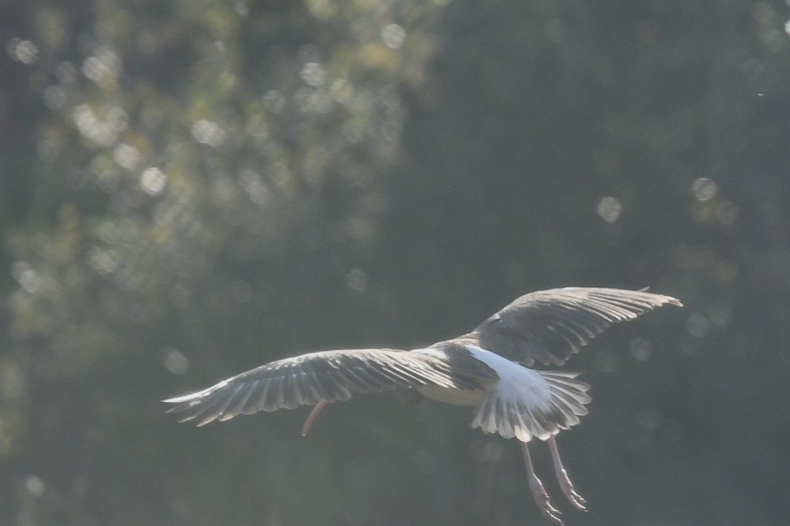White Ibis - ML646392513