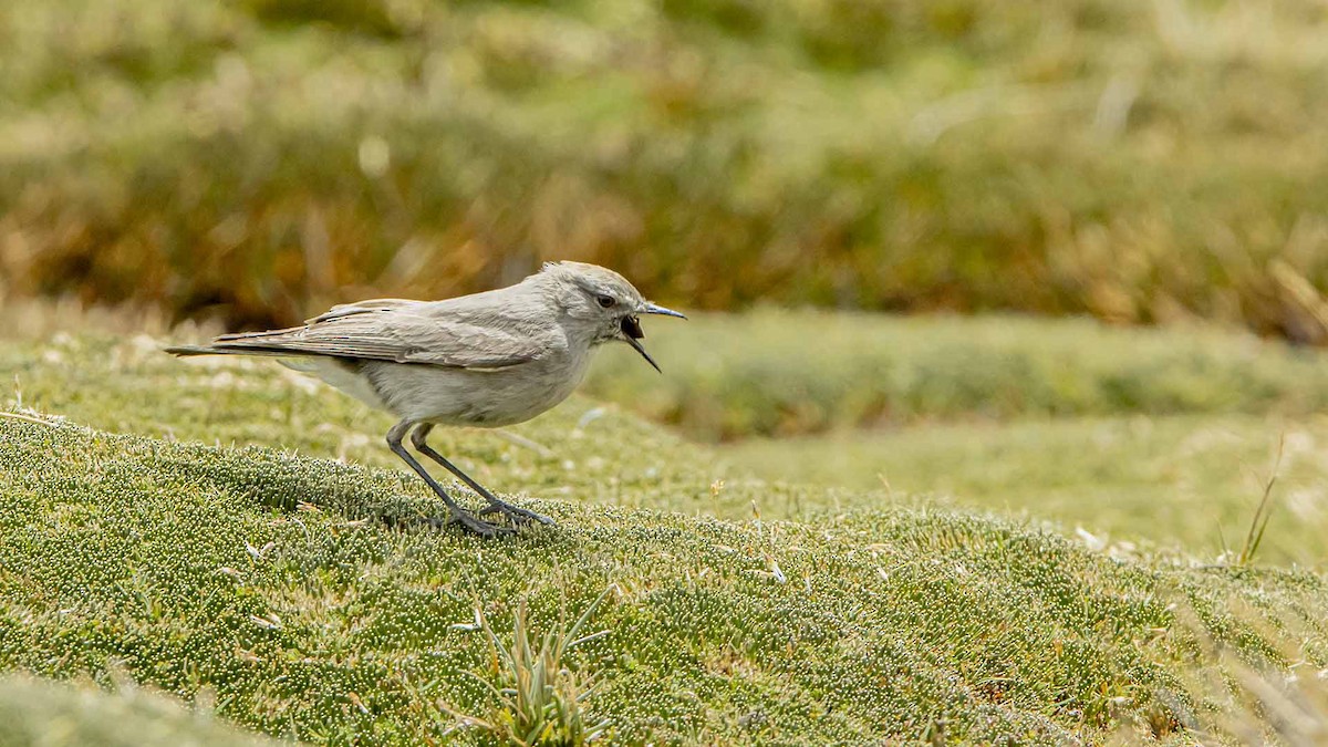 Хунинская дормилона - ML646392515