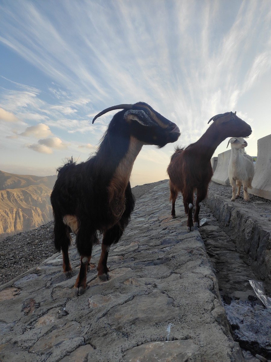 Goats - ML646392519