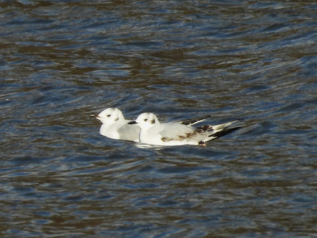 Мартин канадський - ML646392524