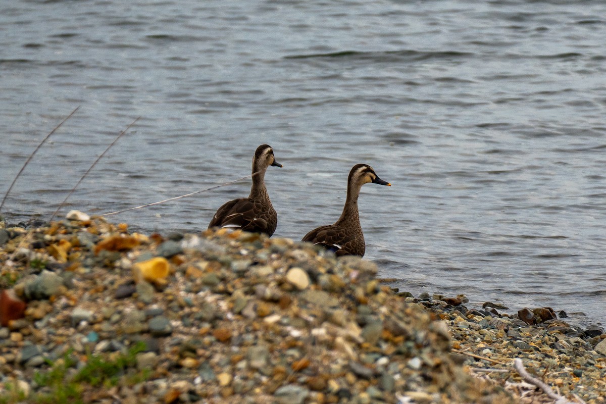 kachna čínská - ML646392525