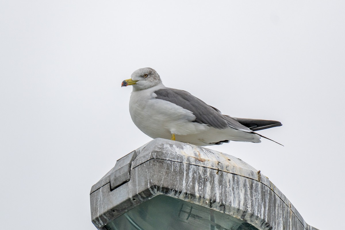 racek východní - ML646392529