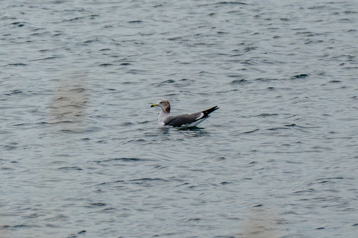 racek východní - ML646392530