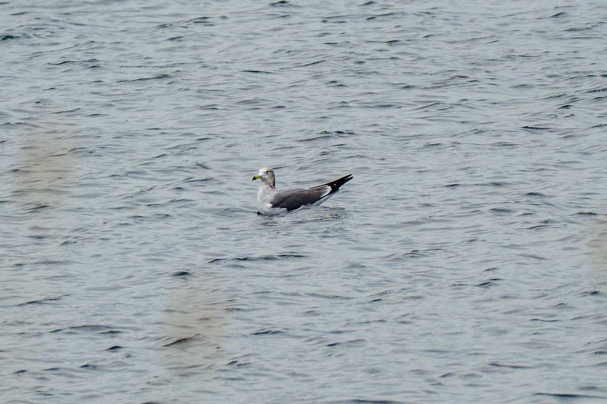 Мартин чорнохвостий - ML646392531