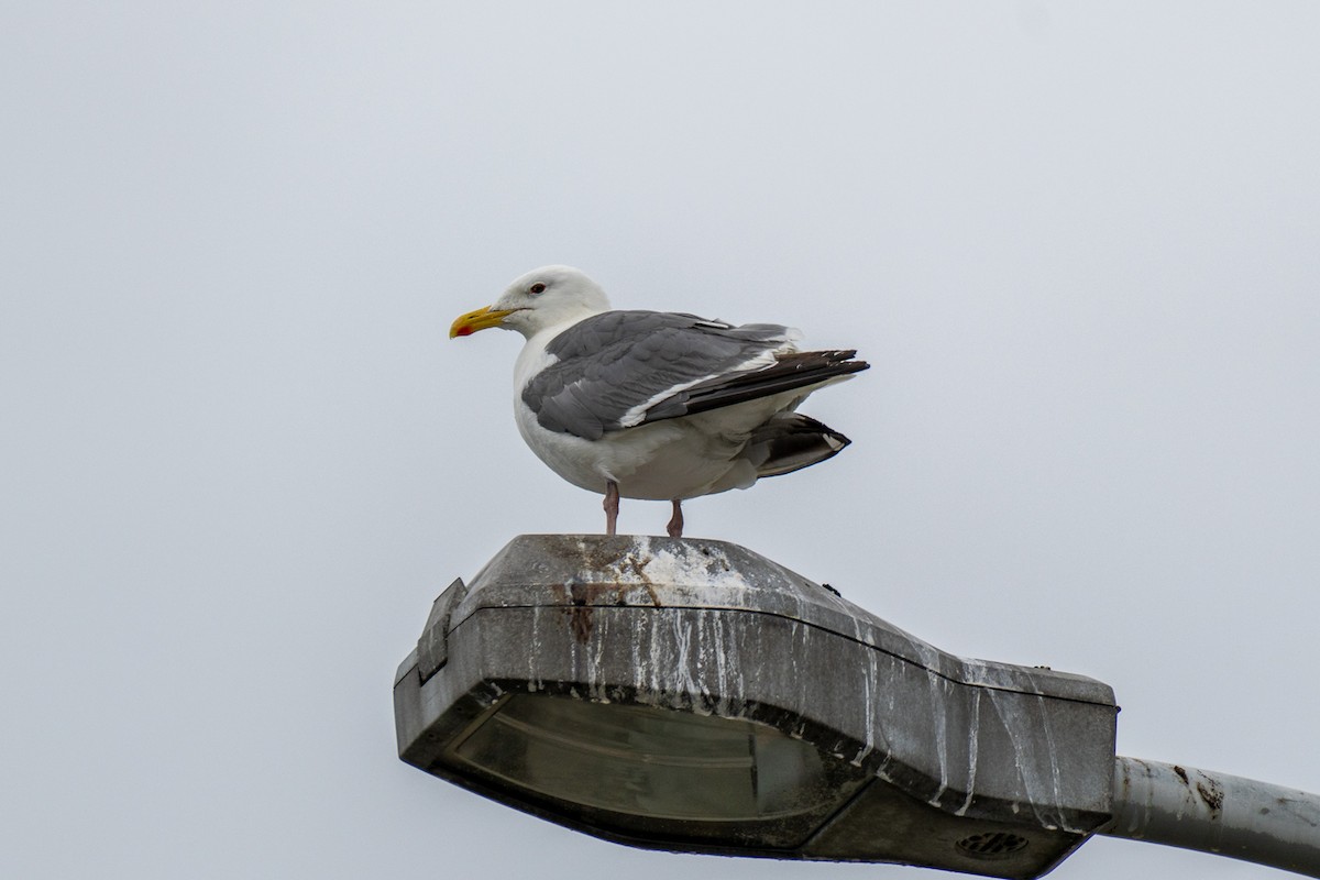 Мартин азійський - ML646392532