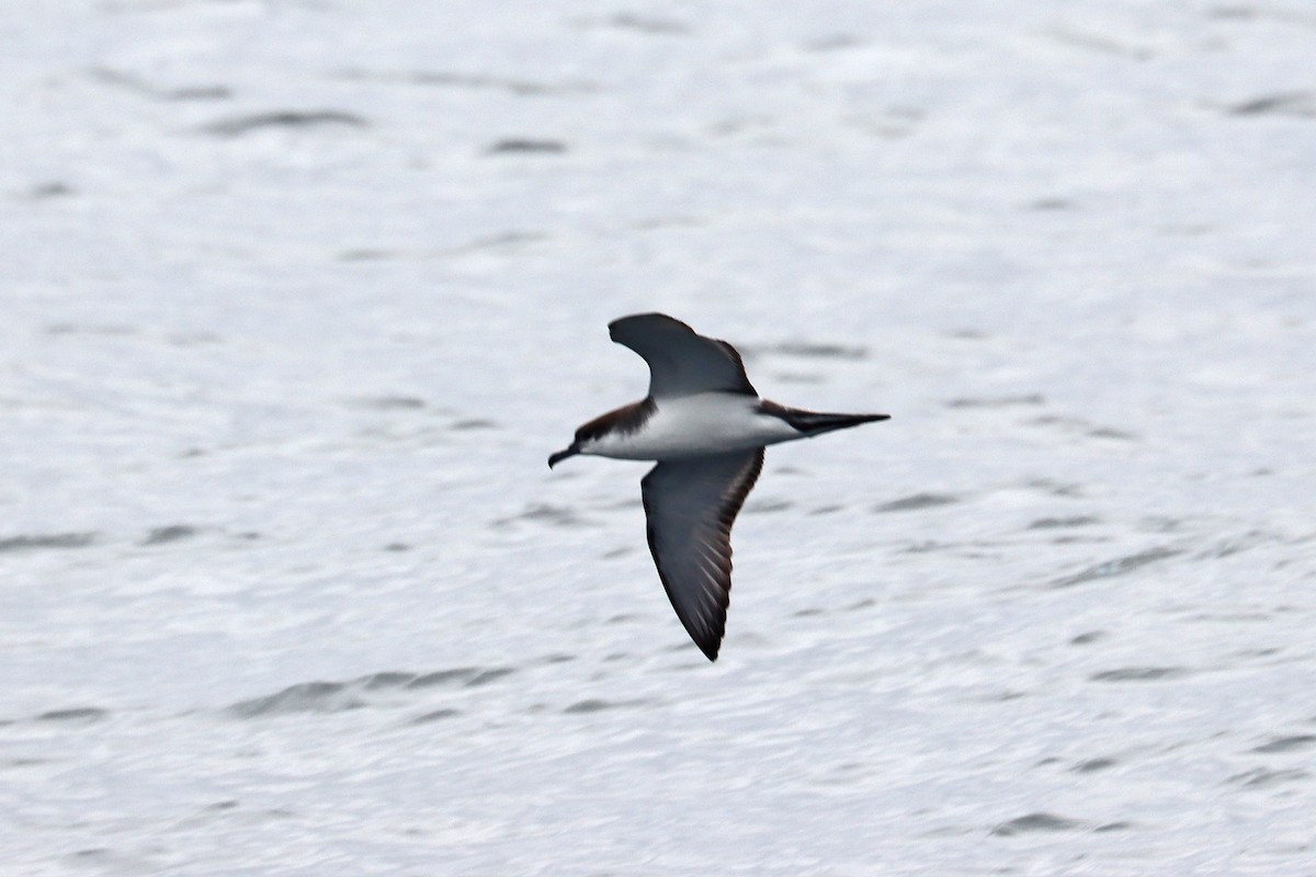 Buller's Shearwater - ML646392533