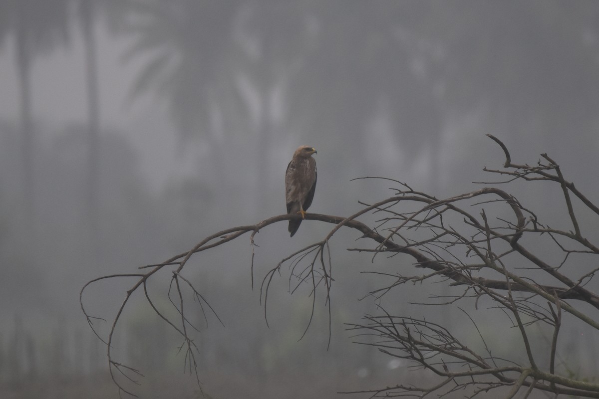 Aquila anatraia maggiore - ML646392534