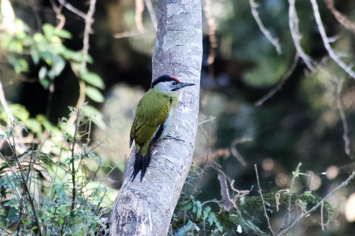 Gray-headed Woodpecker - ML646392535
