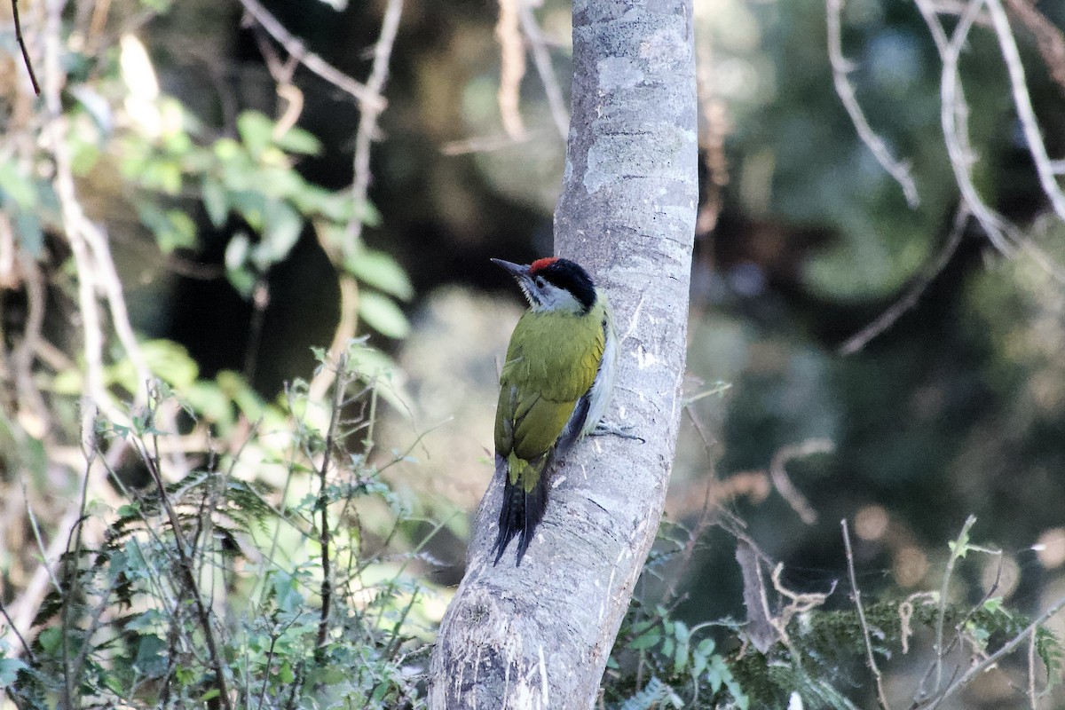 Gray-headed Woodpecker - ML646392536