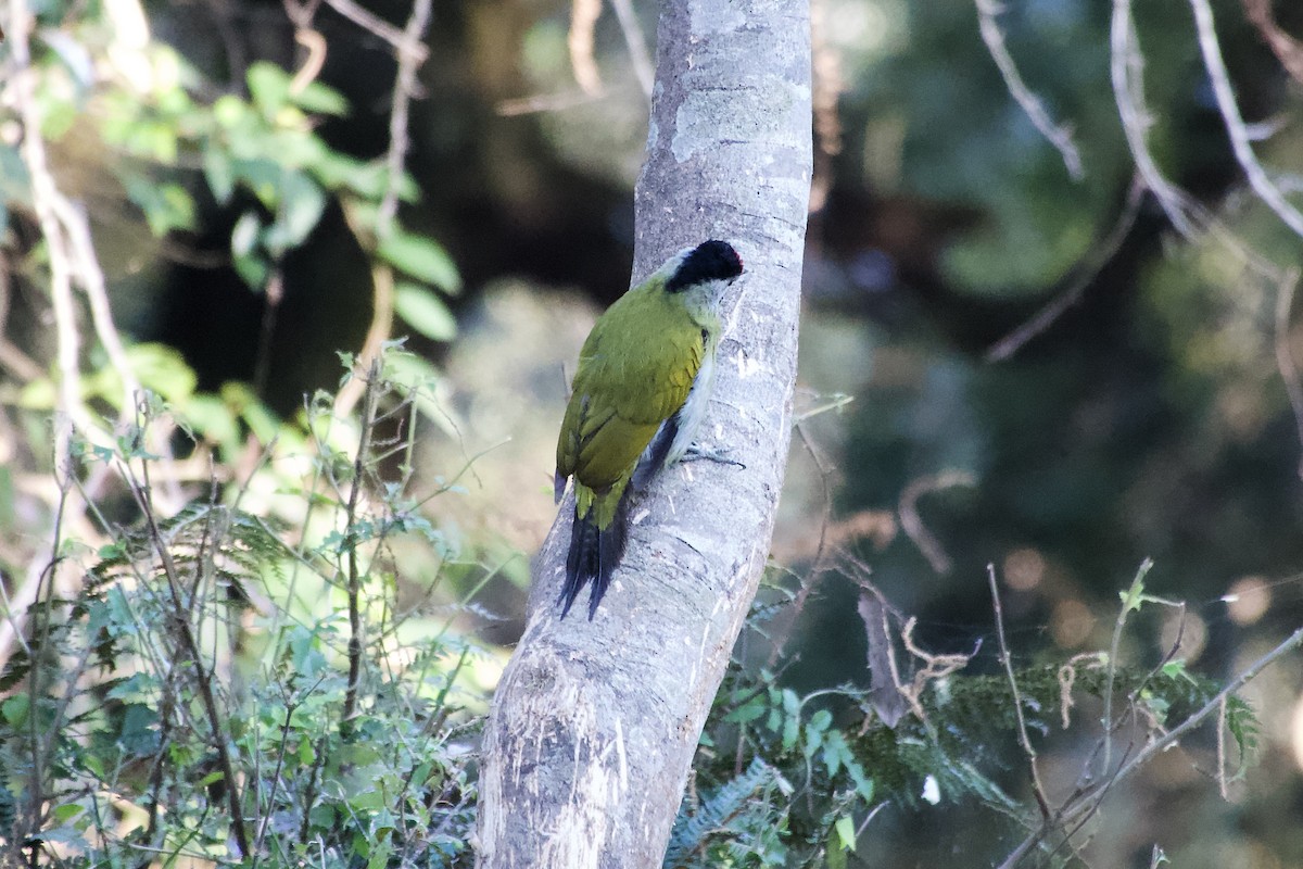 Gray-headed Woodpecker - ML646392537