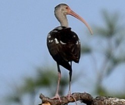 White Ibis - ML646392538