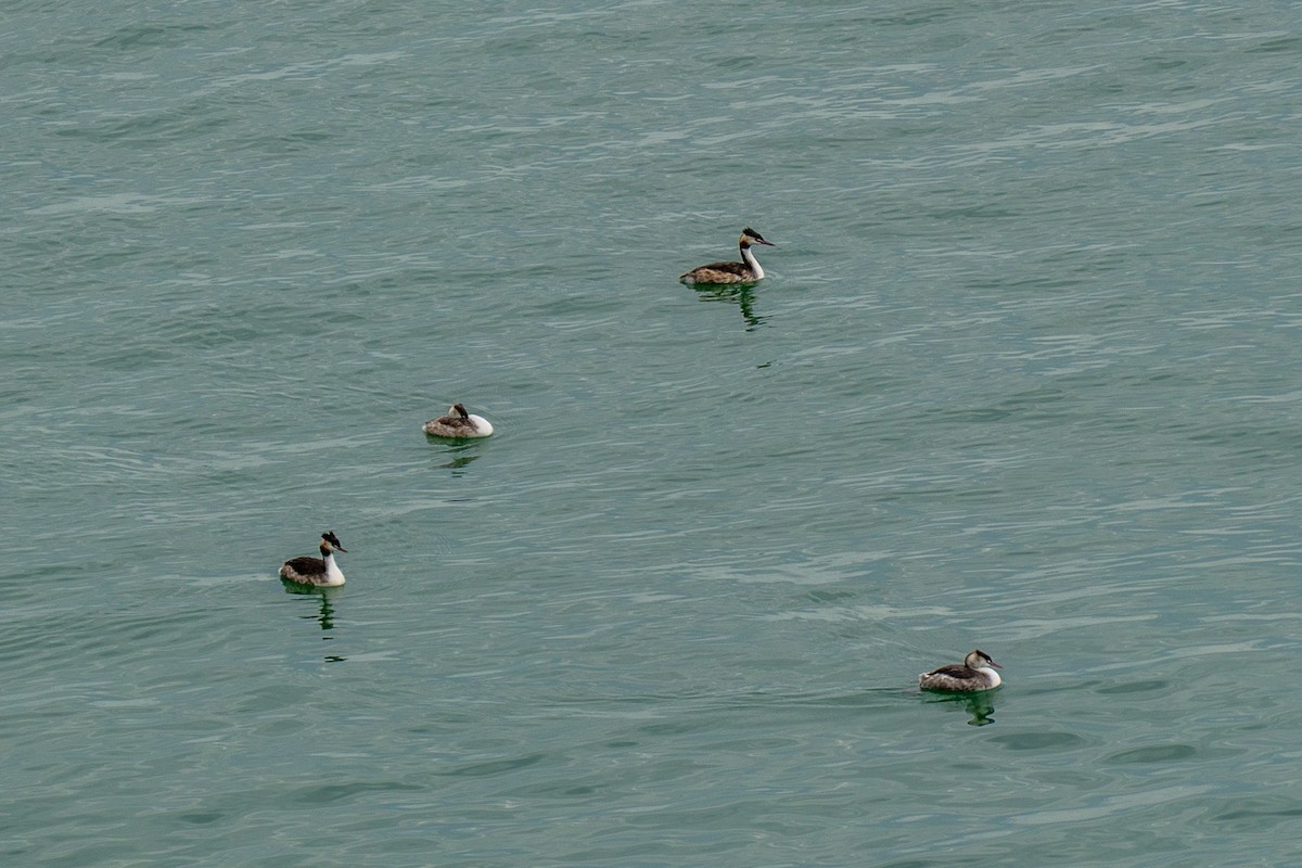 Пірникоза велика - ML646392539