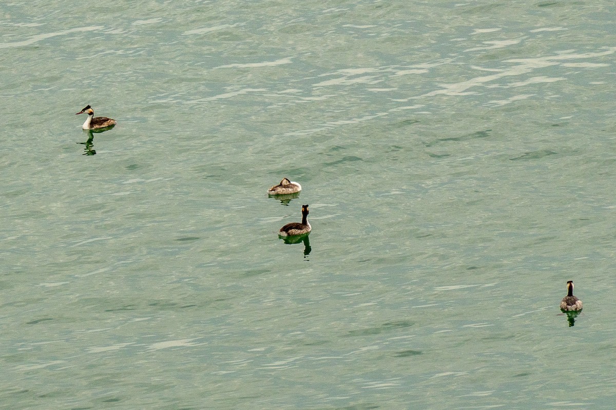 Пірникоза велика - ML646392540