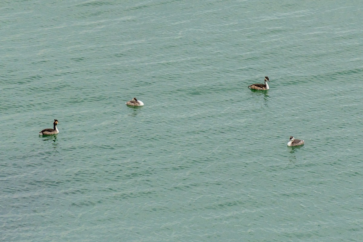 Пірникоза велика - ML646392541