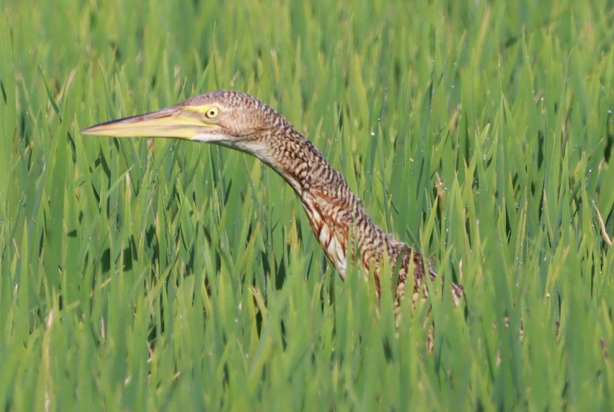 Pinnated Bittern - ML646392543