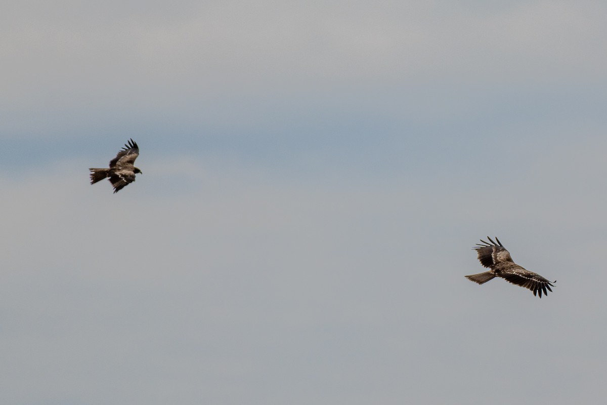 Шуліка чорний - ML646392548