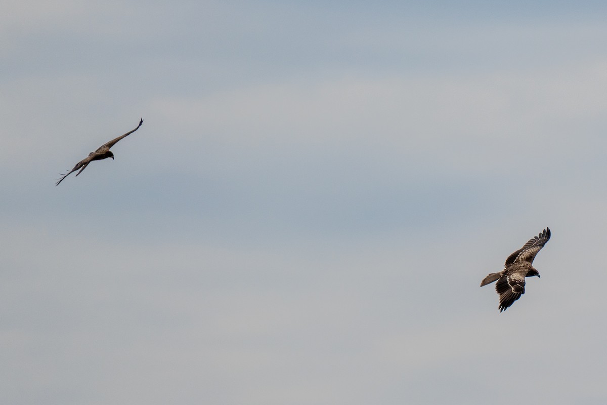 Шуліка чорний - ML646392549