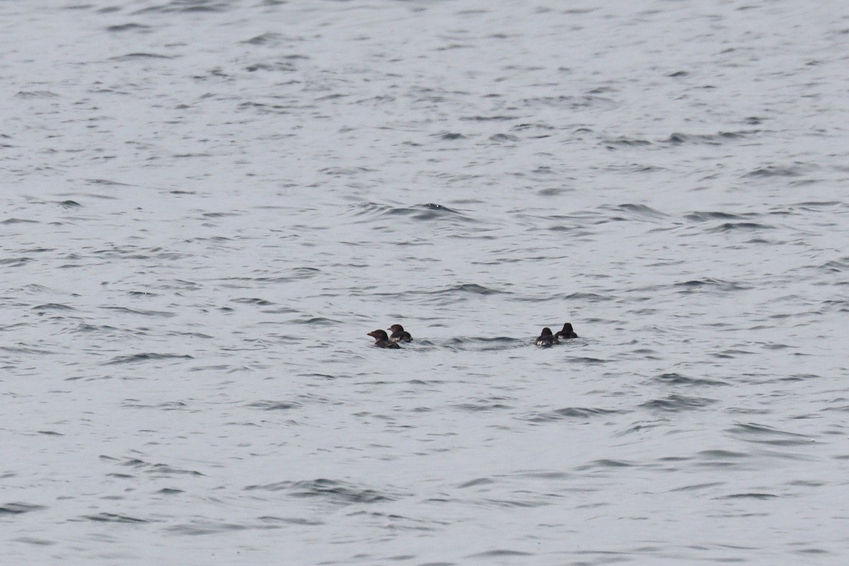 Rhinoceros Auklet - ML646392550