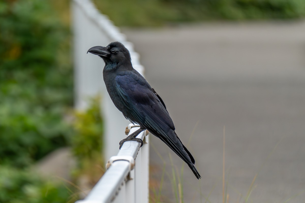 Ворона великодзьоба - ML646392553