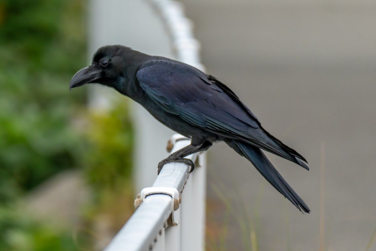 Ворона великодзьоба - ML646392554