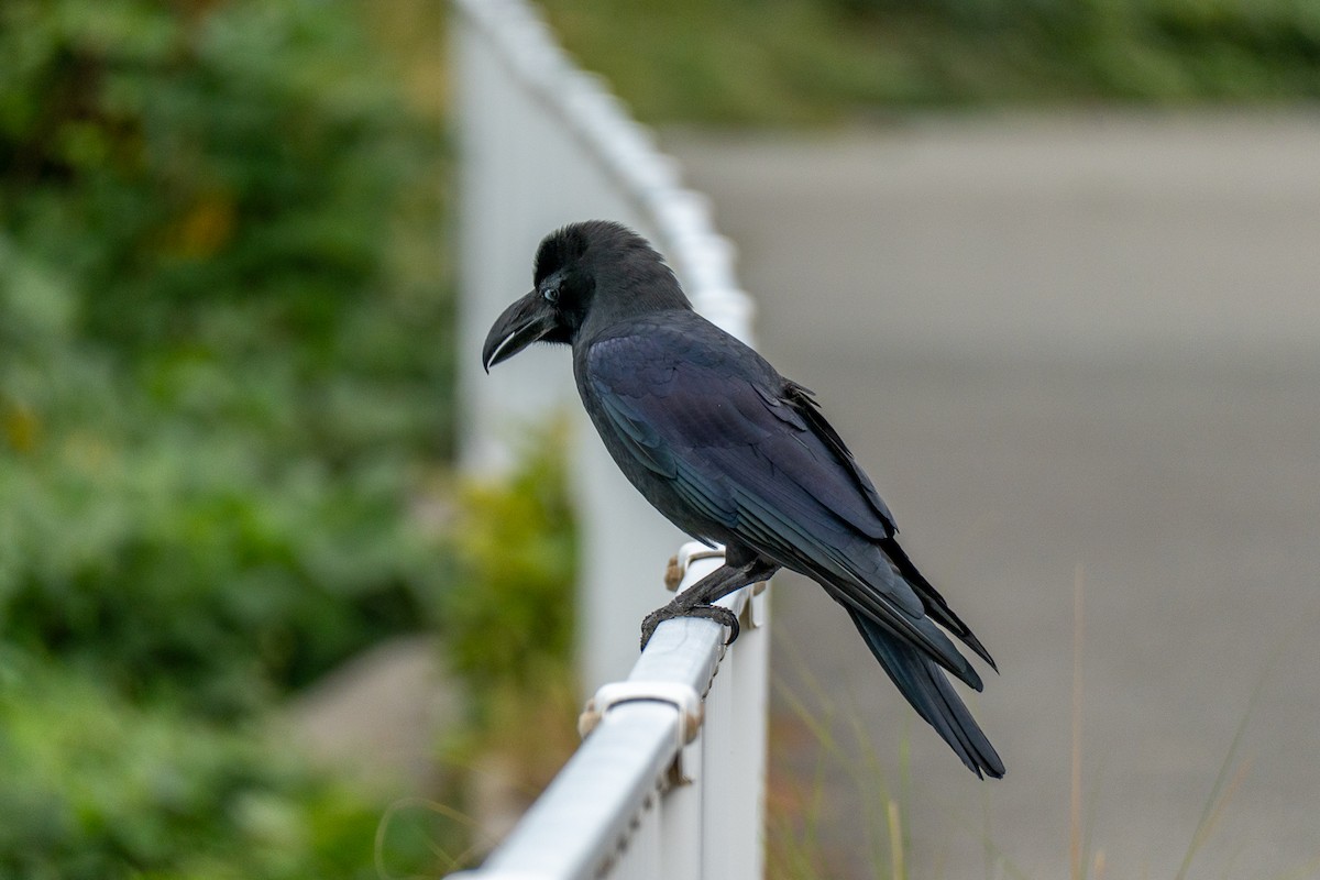 Ворона великодзьоба - ML646392555