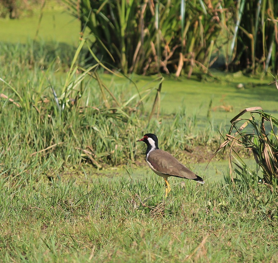 Avefría India - ML646392556