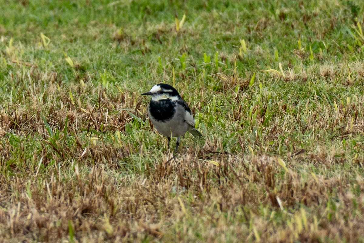 Lavandera Blanca - ML646392558