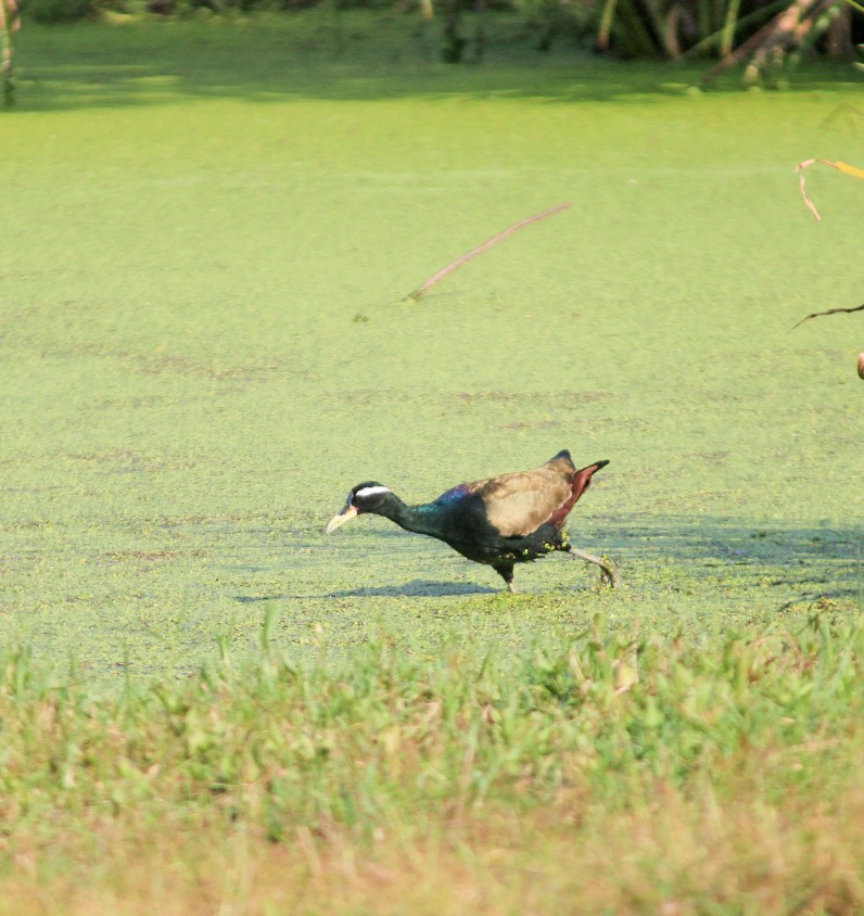 Jacana Bronceada - ML646392559
