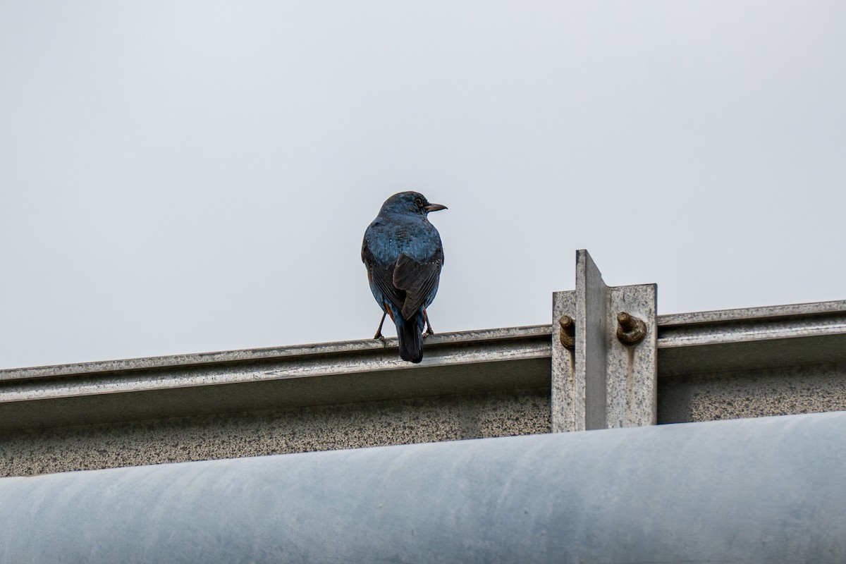 Roquero Solitario - ML646392561