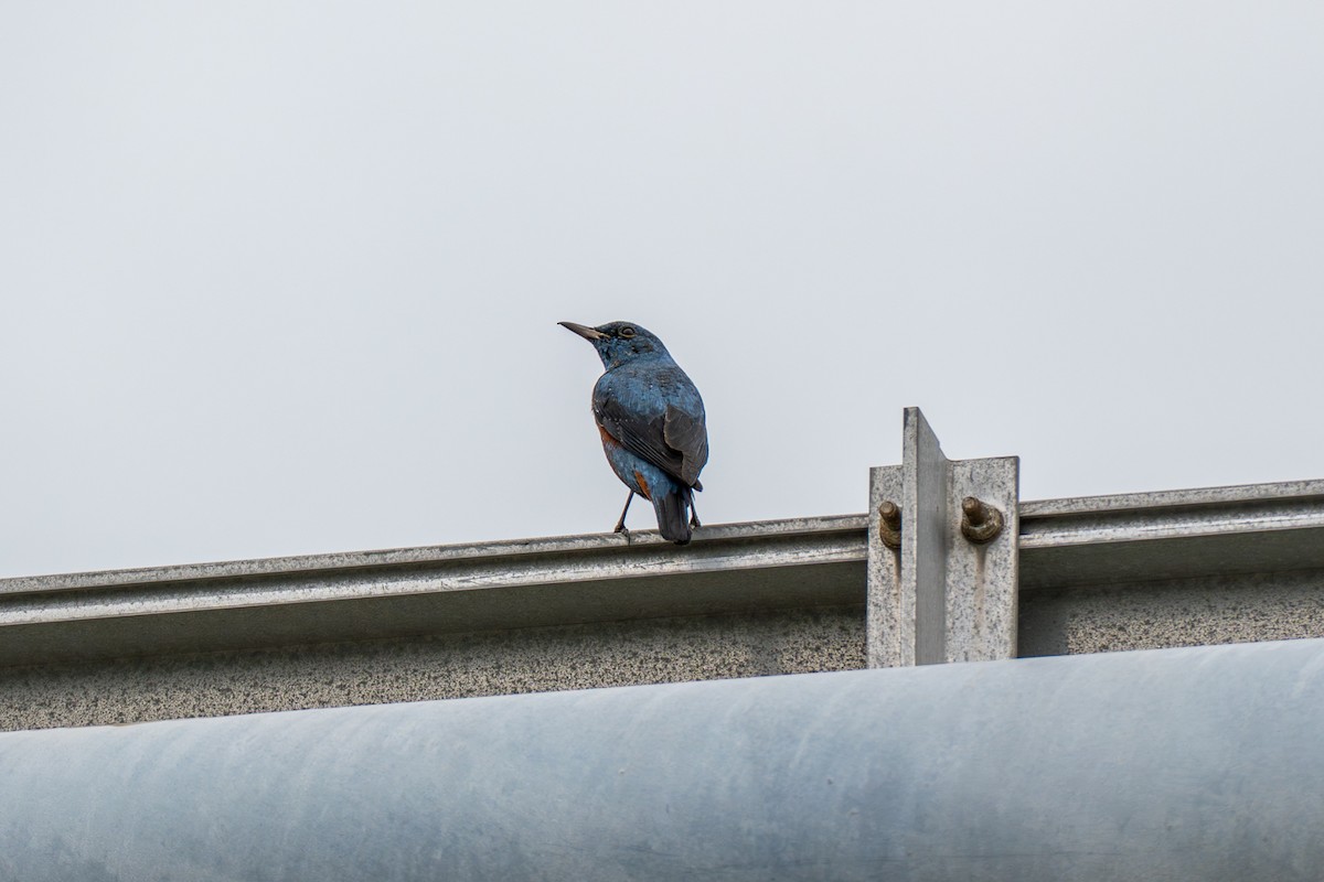 Roquero Solitario - ML646392562