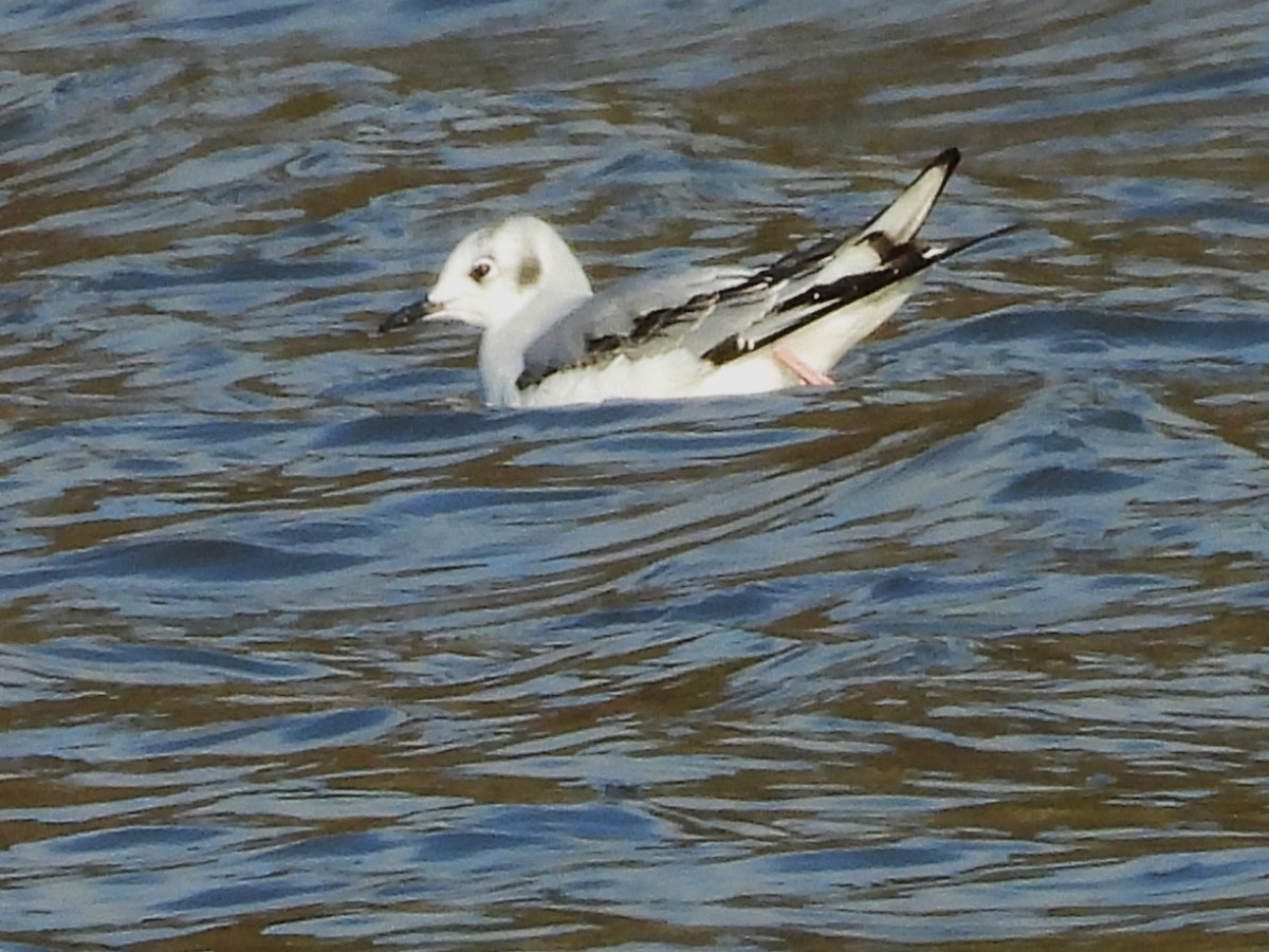Gaviota de Bonaparte - ML646392564