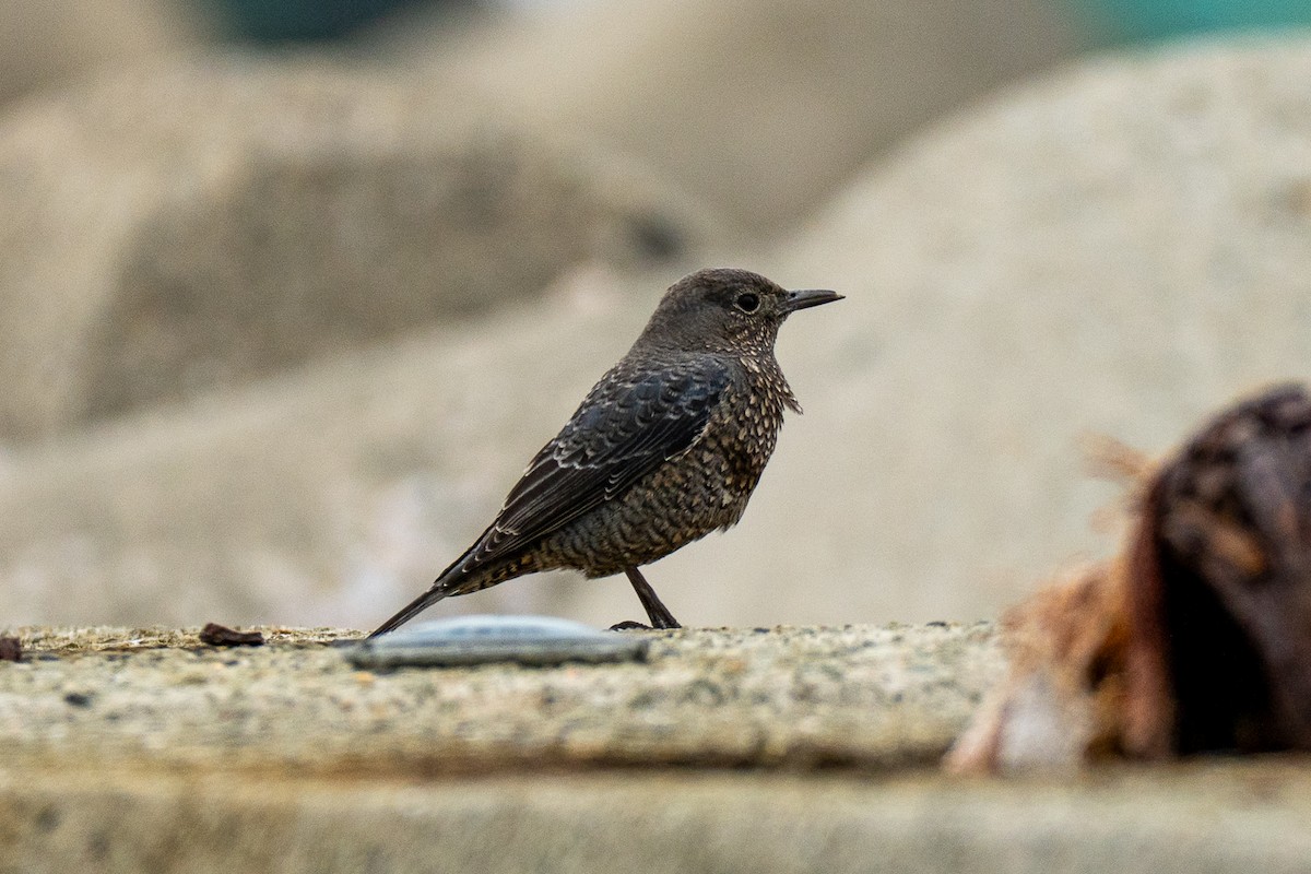 Roquero Solitario - ML646392565