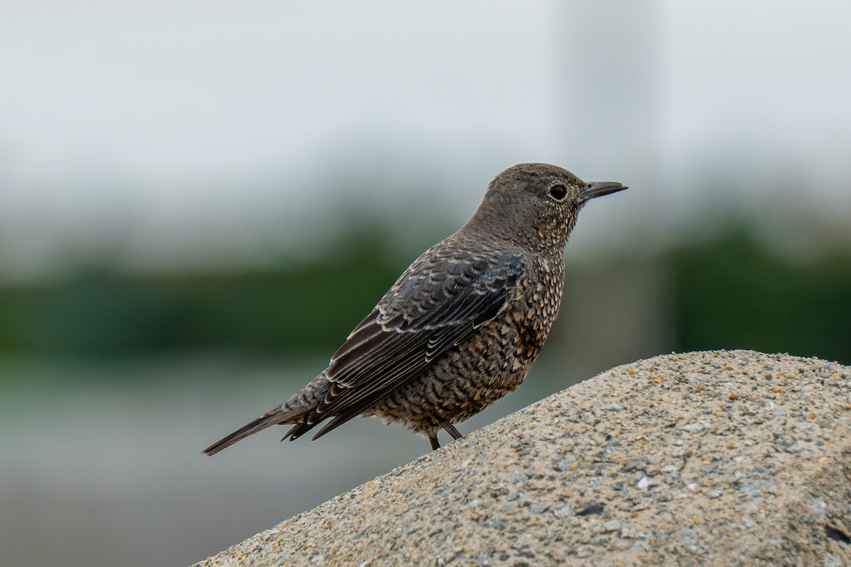 Roquero Solitario - ML646392567