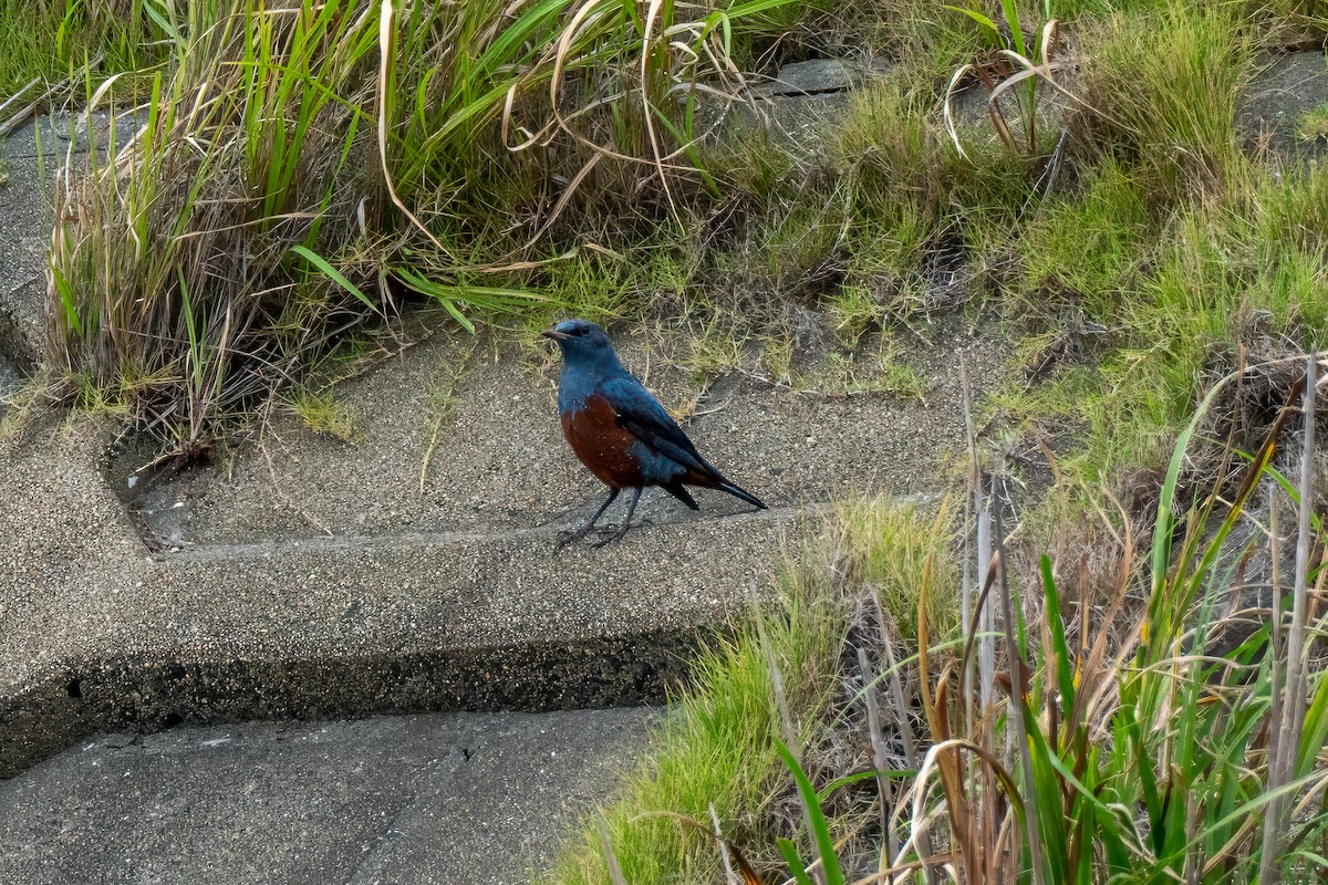 Roquero Solitario - ML646392568