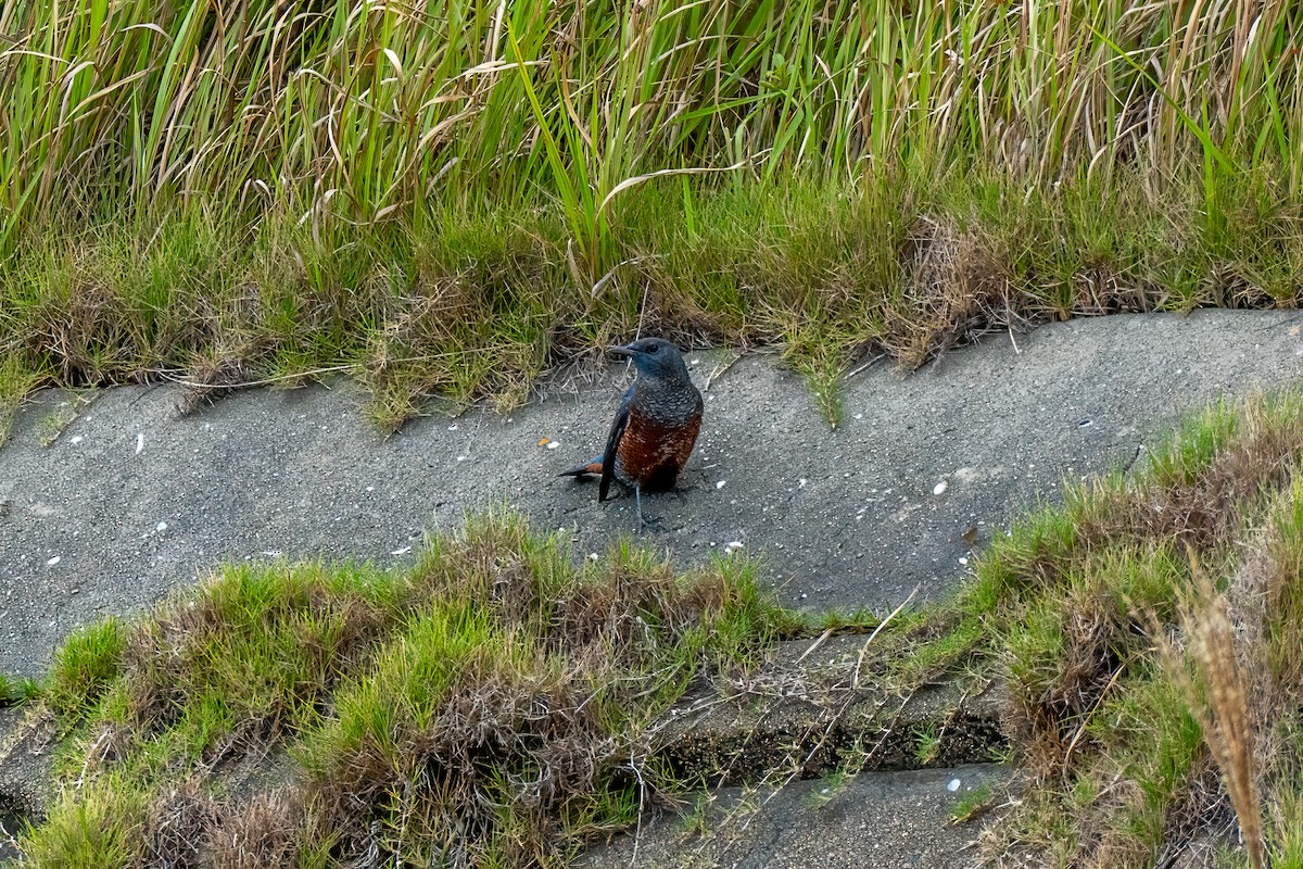 Roquero Solitario - ML646392569