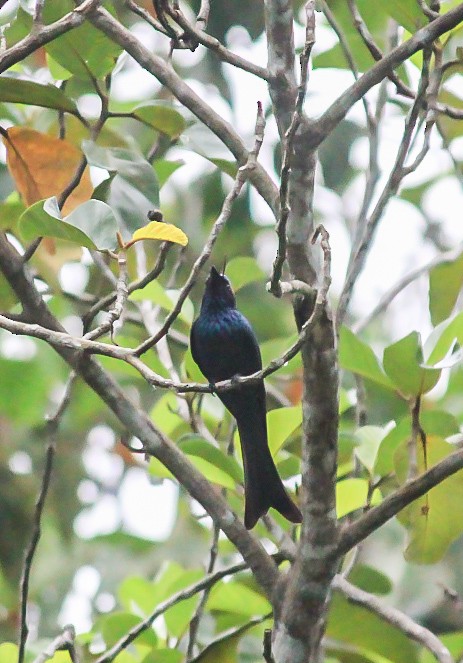 Drongo Bronceado - ML646392570