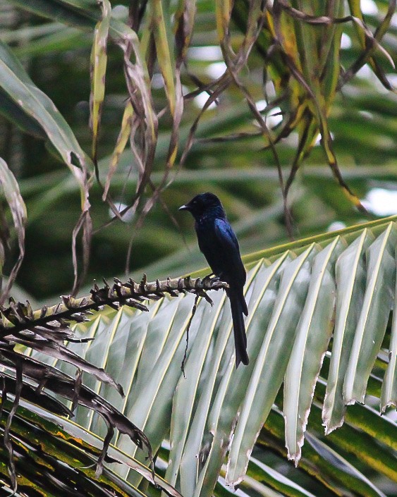Drongo Bronceado - ML646392571