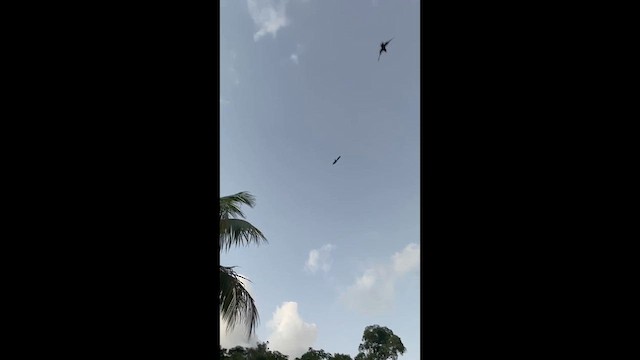 Añapero Colicorto - ML646392572