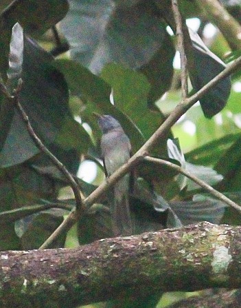 Monarca Nuquinegro - ML646392573