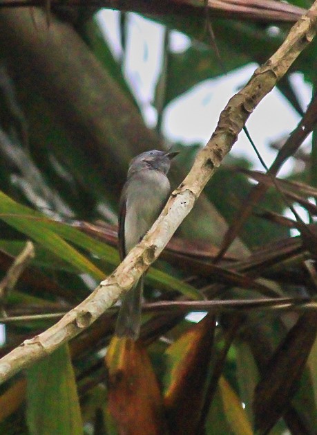 Monarca Nuquinegro - ML646392574