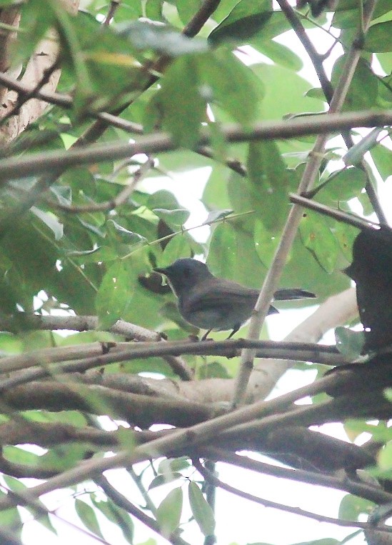 Monarca Nuquinegro - ML646392576