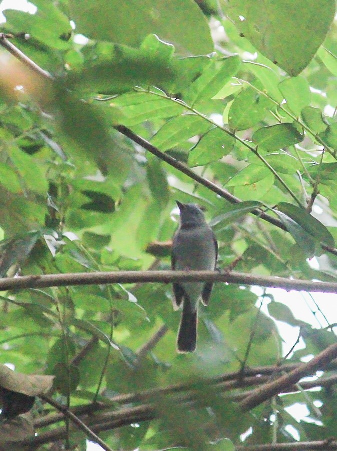 Monarca Nuquinegro - ML646392577