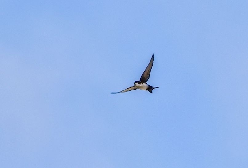 Golondrina Barranquera - ML646392578