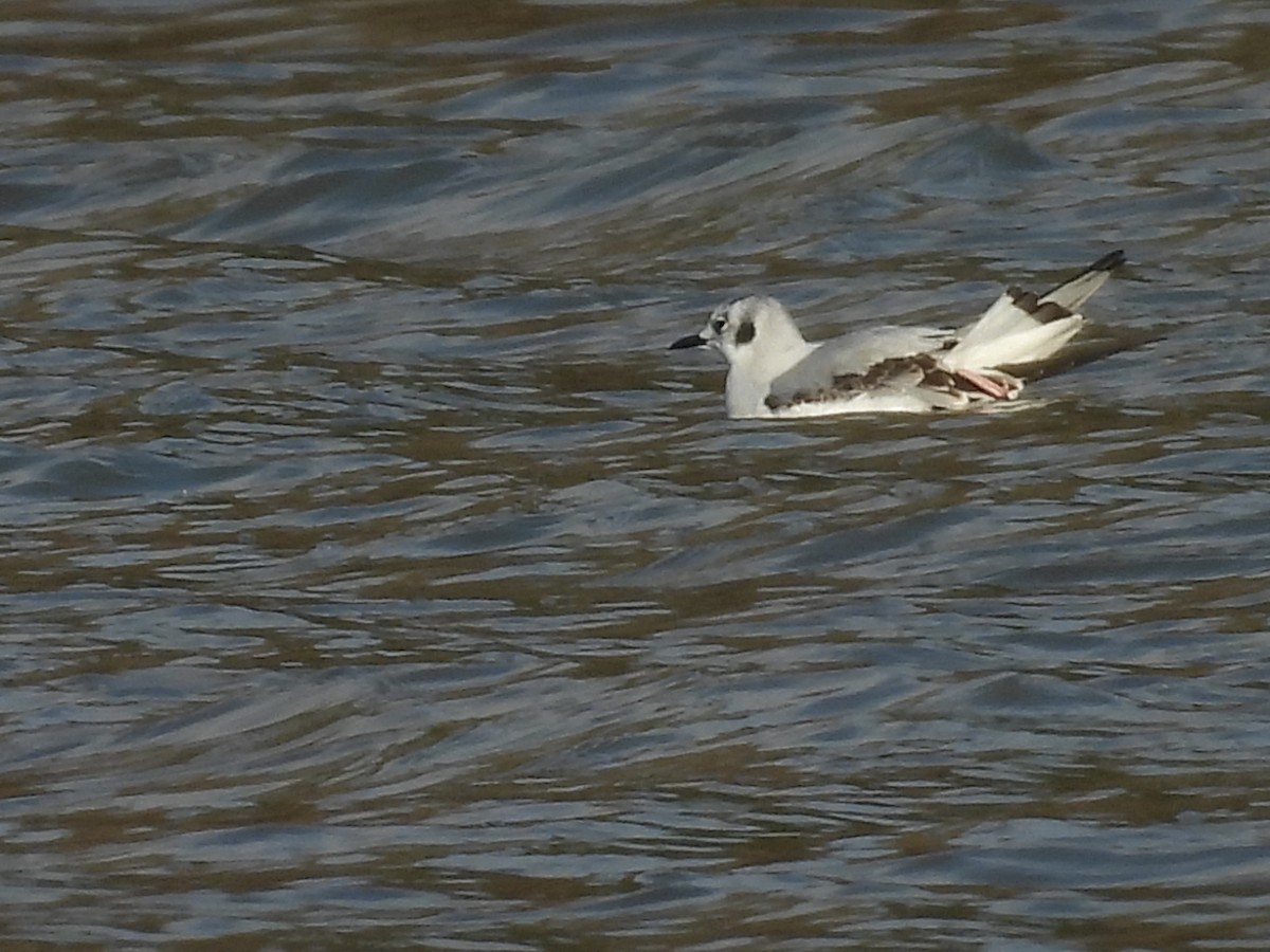 Gaviota de Bonaparte - ML646392581