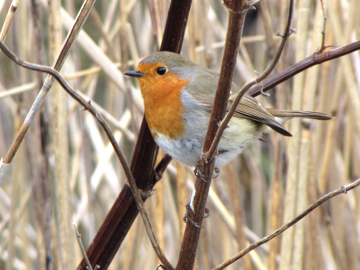 Petirrojo Europeo - ML646392582