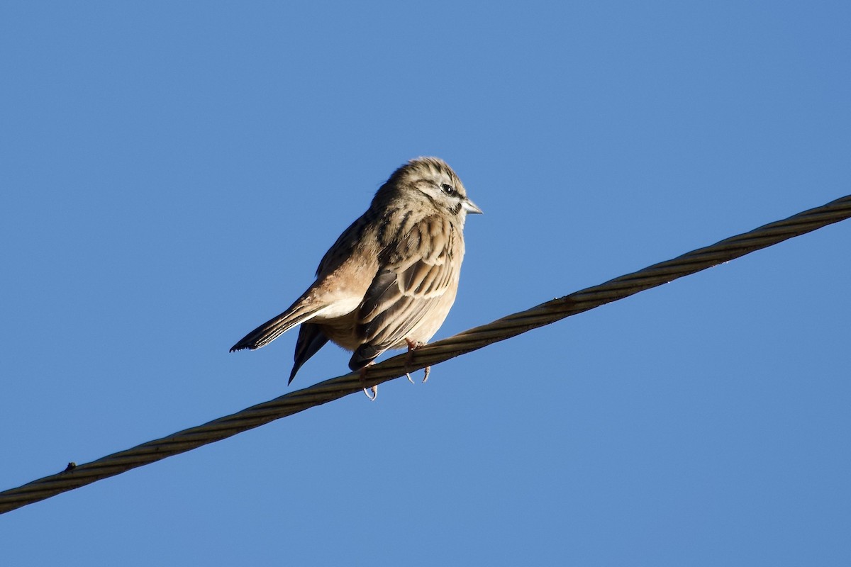 Escribano Montesino - ML646392584